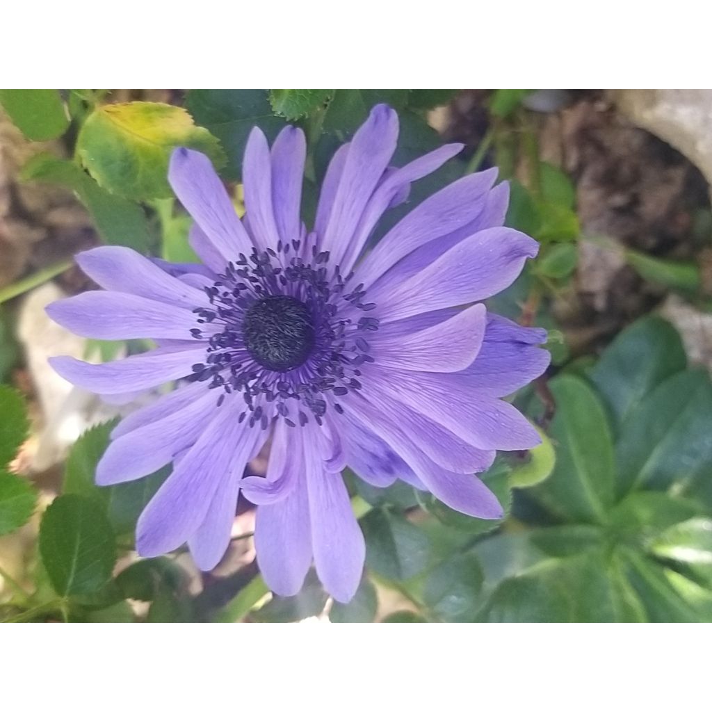 Anemone coronaria Lord Lieutenant - Kronen-Anemone