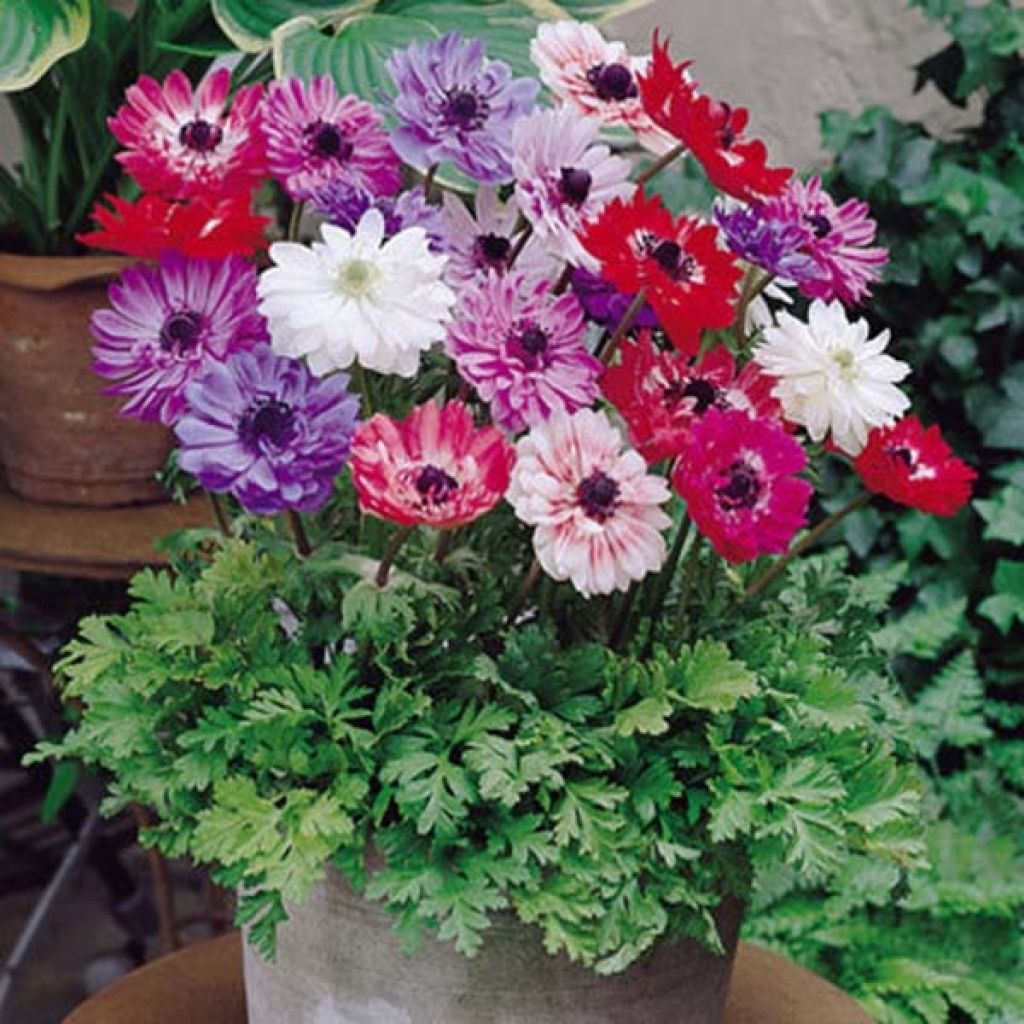 Anemone coronaria St Brigid Mix - Kronen-Anemone