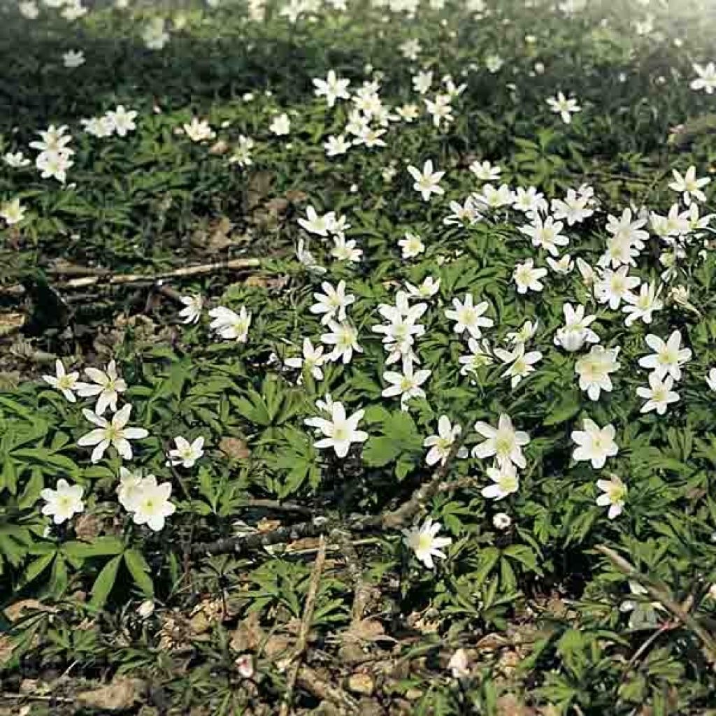 Anemone nemorosa - Busch-Windröschen