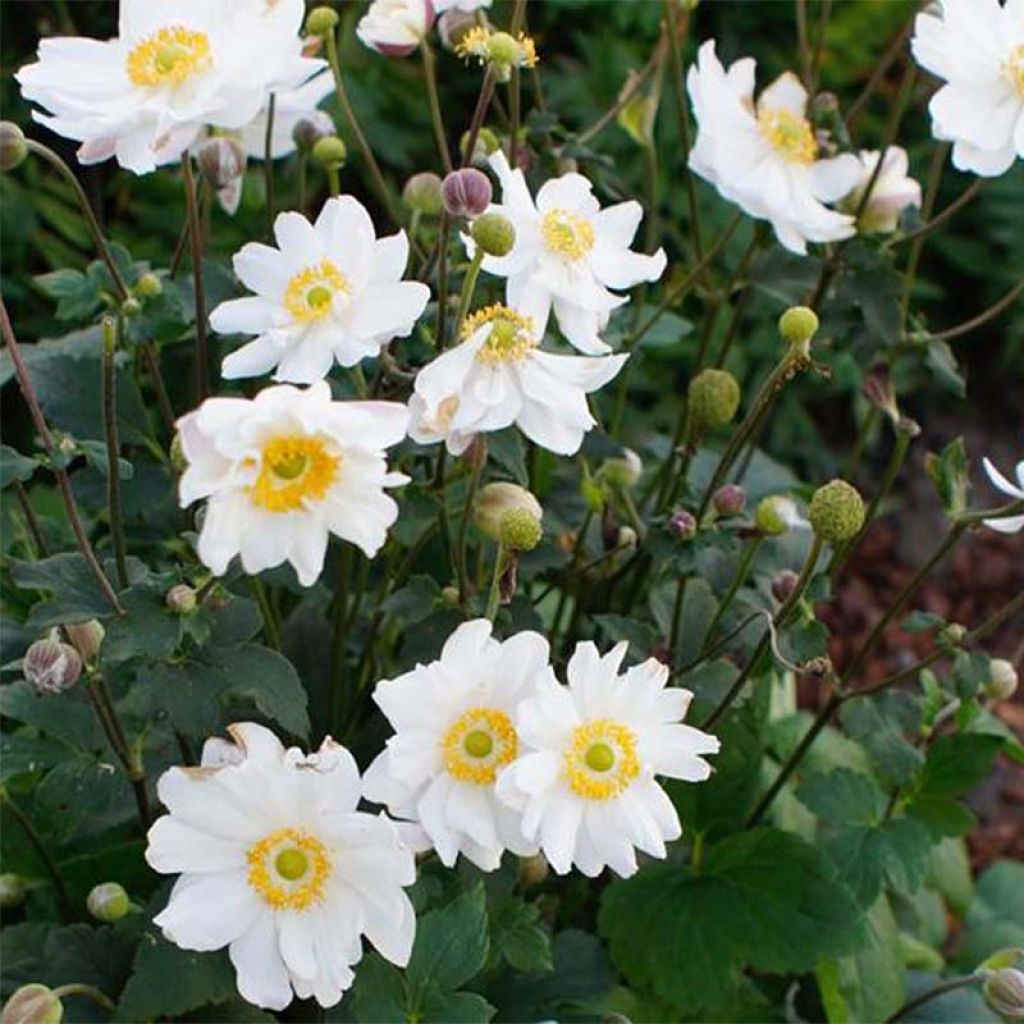 Anemone hupehensis var.japonica Snow Angels - Chinesische Herbst-Anemone