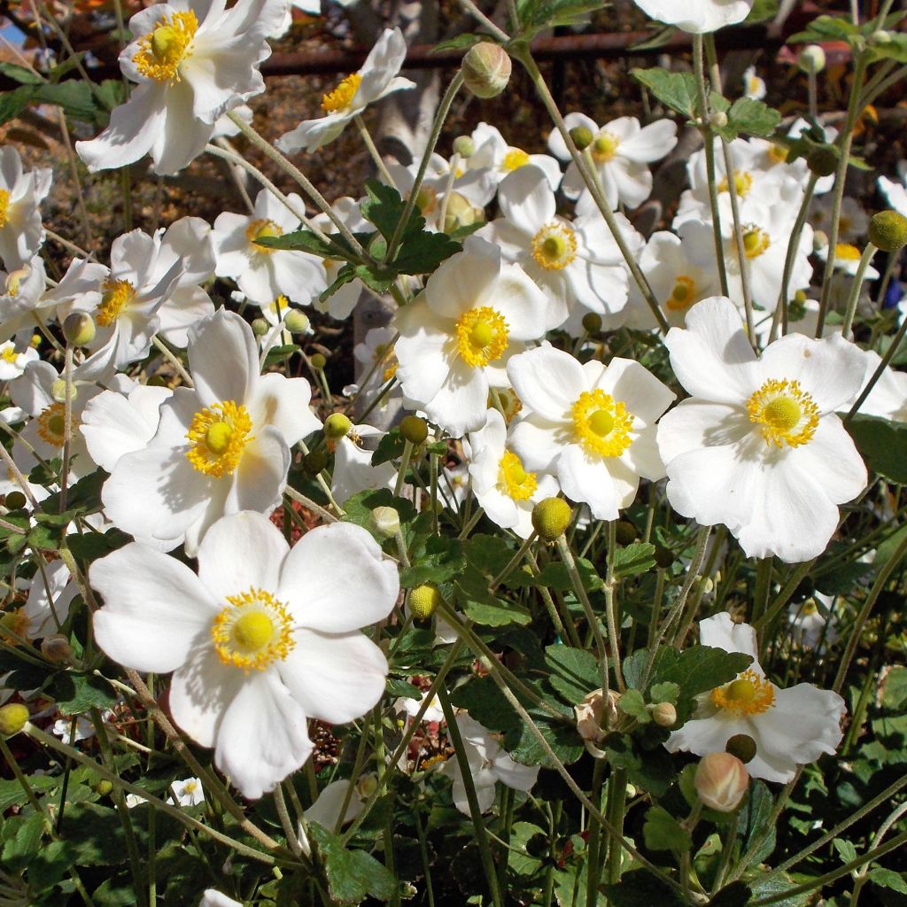 Anemone Honorine Jobert - Japan-Herbst-Anemone