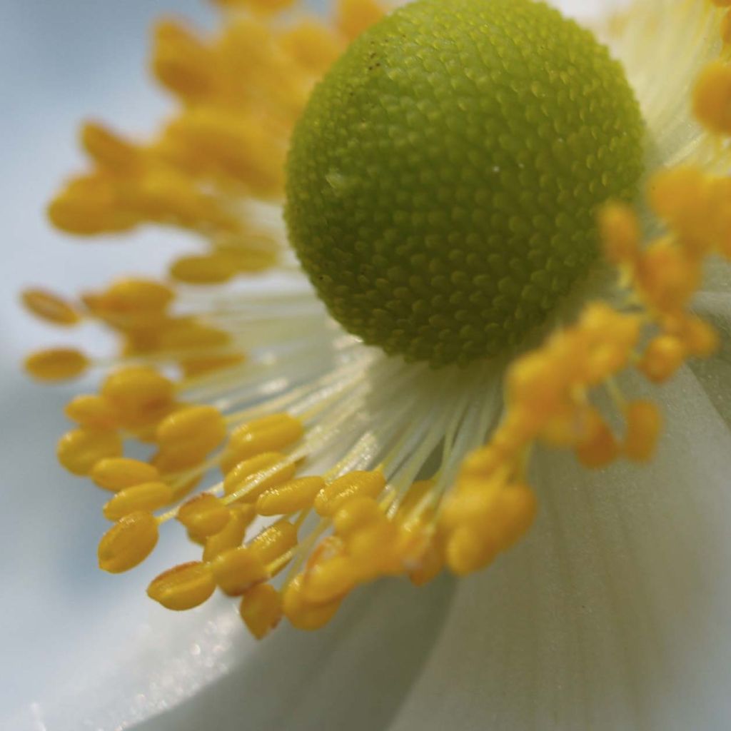 Anemone Honorine Jobert - Japan-Herbst-Anemone