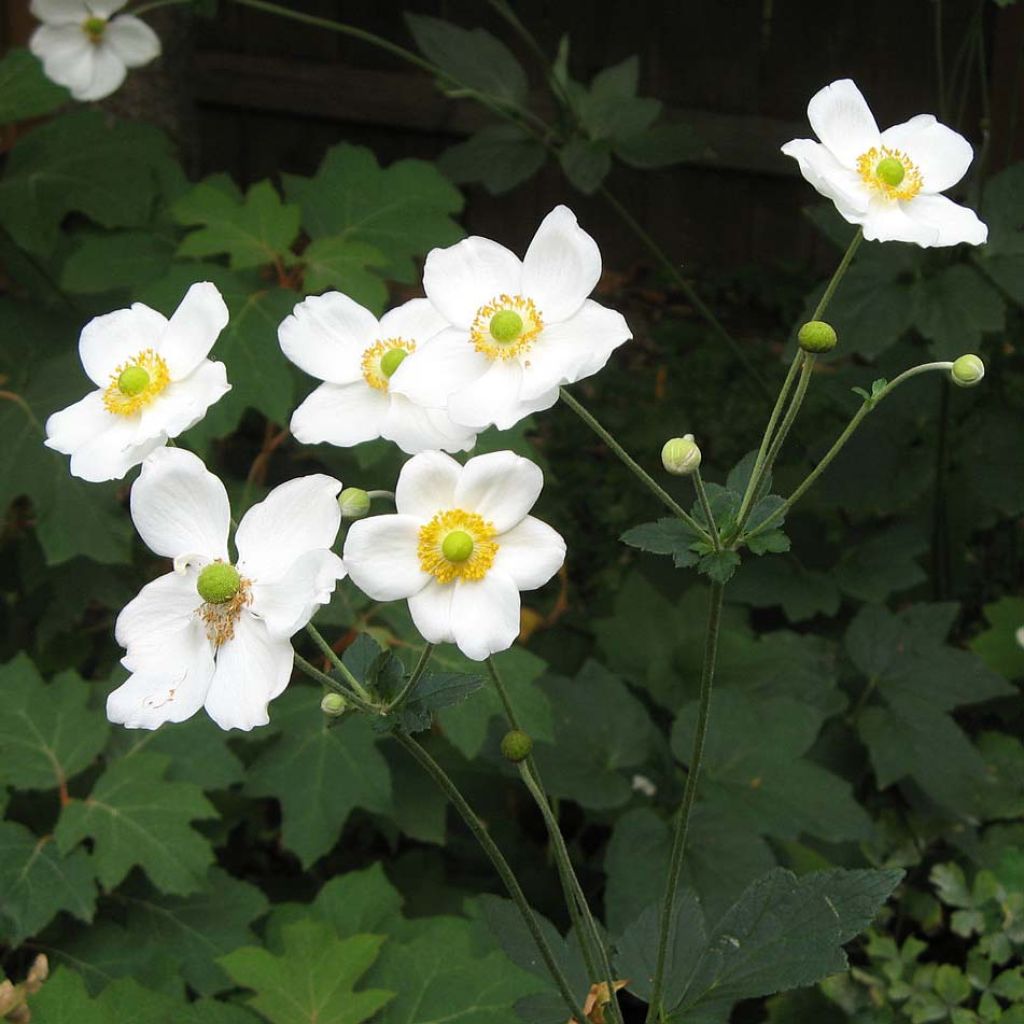 Anemone Honorine Jobert - Japan-Herbst-Anemone