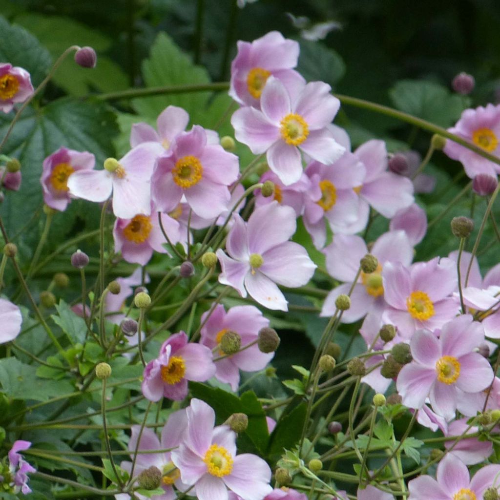 Anemone hupehensis September Charm - Chinesische Herbst-Anemone