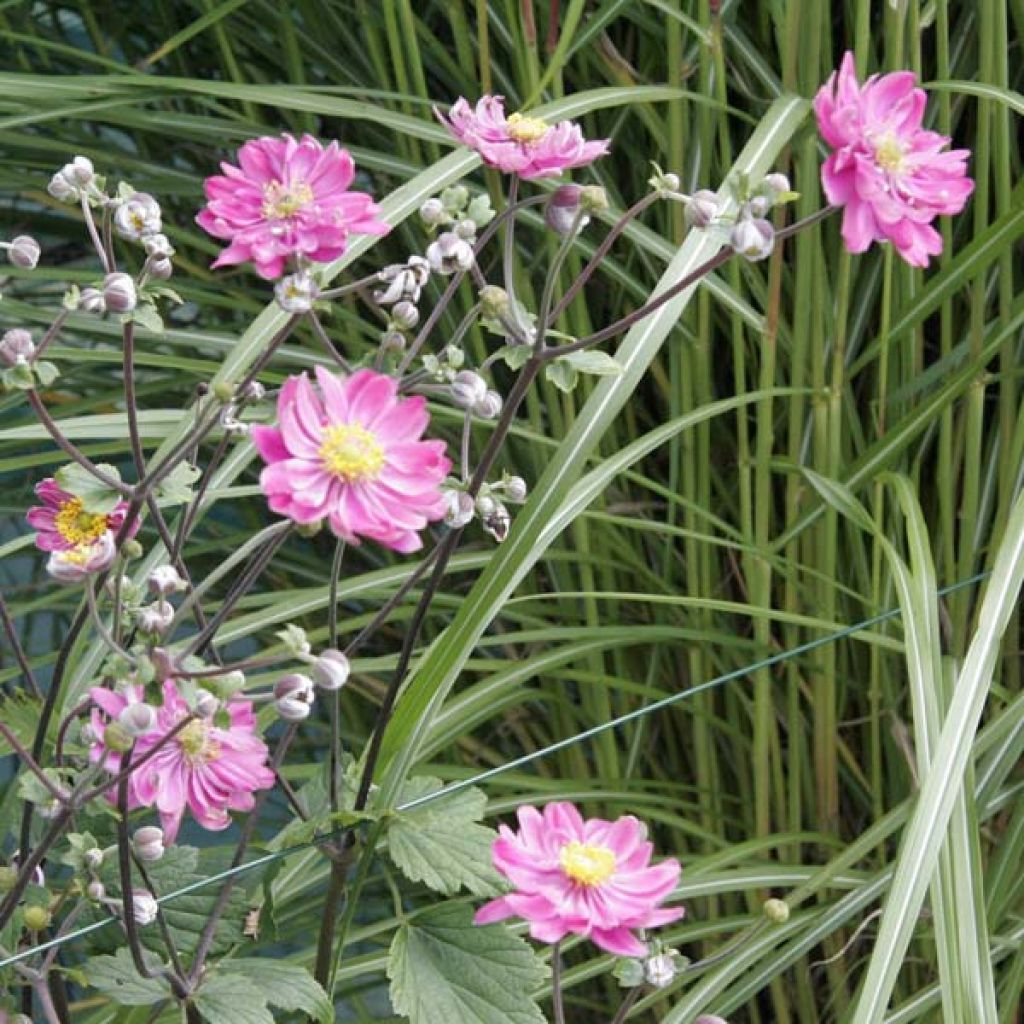 Anémone japonaise tomentosa Serenade