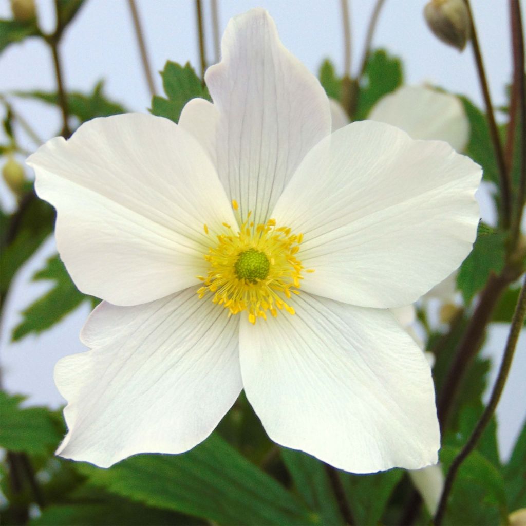 Anemone Wild Swan - Japan-Herbst-Anemone