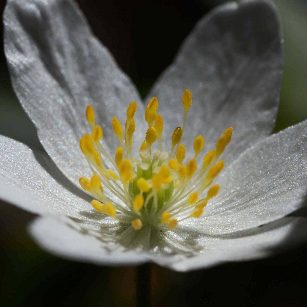 Anemone nemorosa - Busch-Windröschen