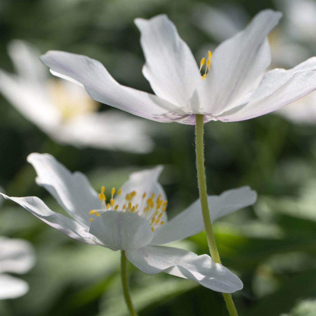 Anemone nemorosa - Busch-Windröschen