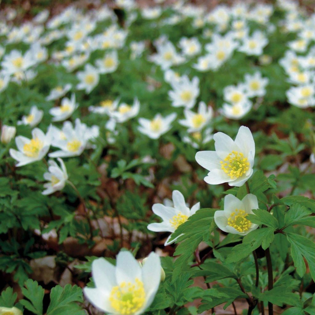 Anemone nemorosa - Busch-Windröschen