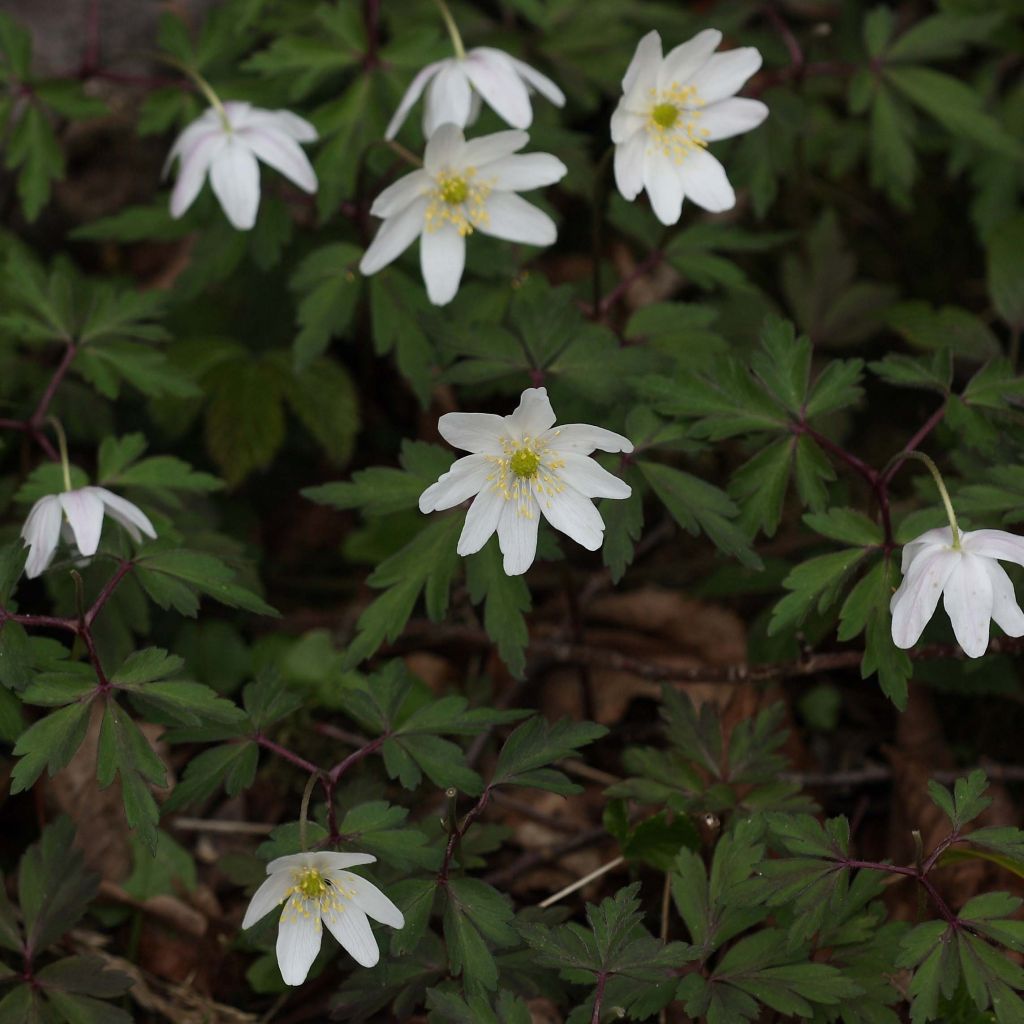 Anemone nemorosa - Busch-Windröschen