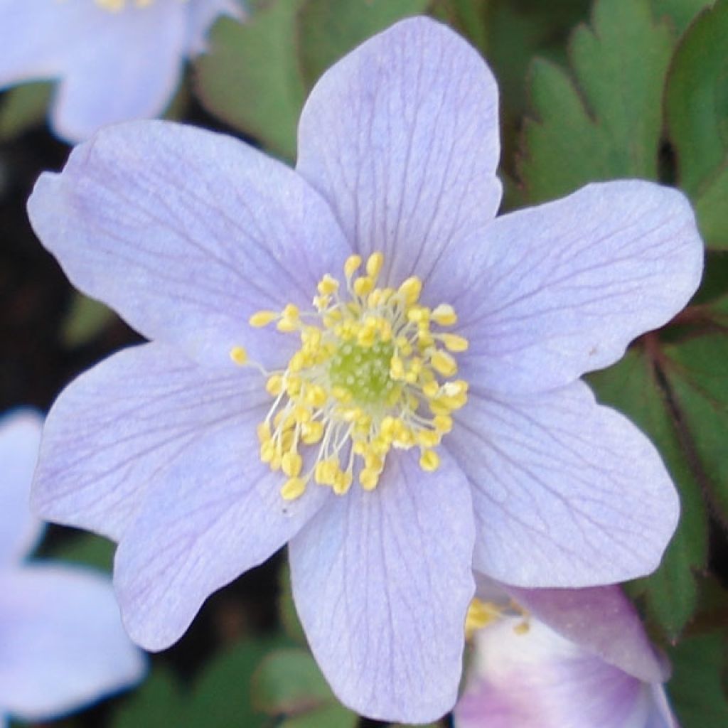 Anemone nemorosa Robinsoniana - Busch-Windröschen