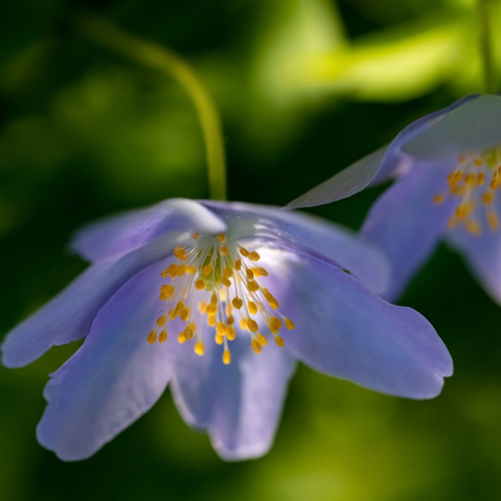 Anemone nemorosa Royal Blue - Busch-Windröschen