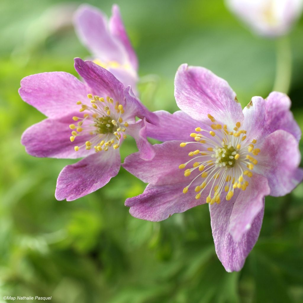 Anemone nemorosa Westwell Pink - Busch-Windröschen