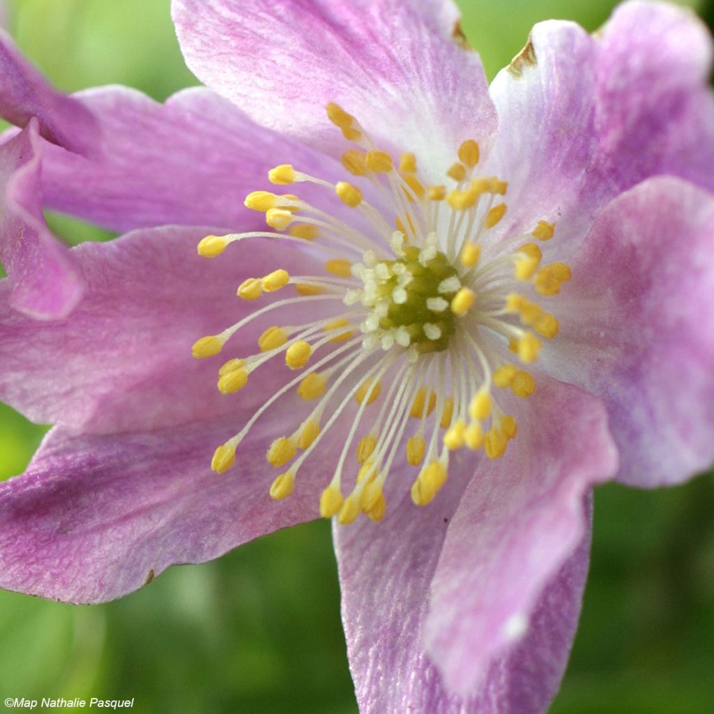 Anemone nemorosa Westwell Pink - Busch-Windröschen