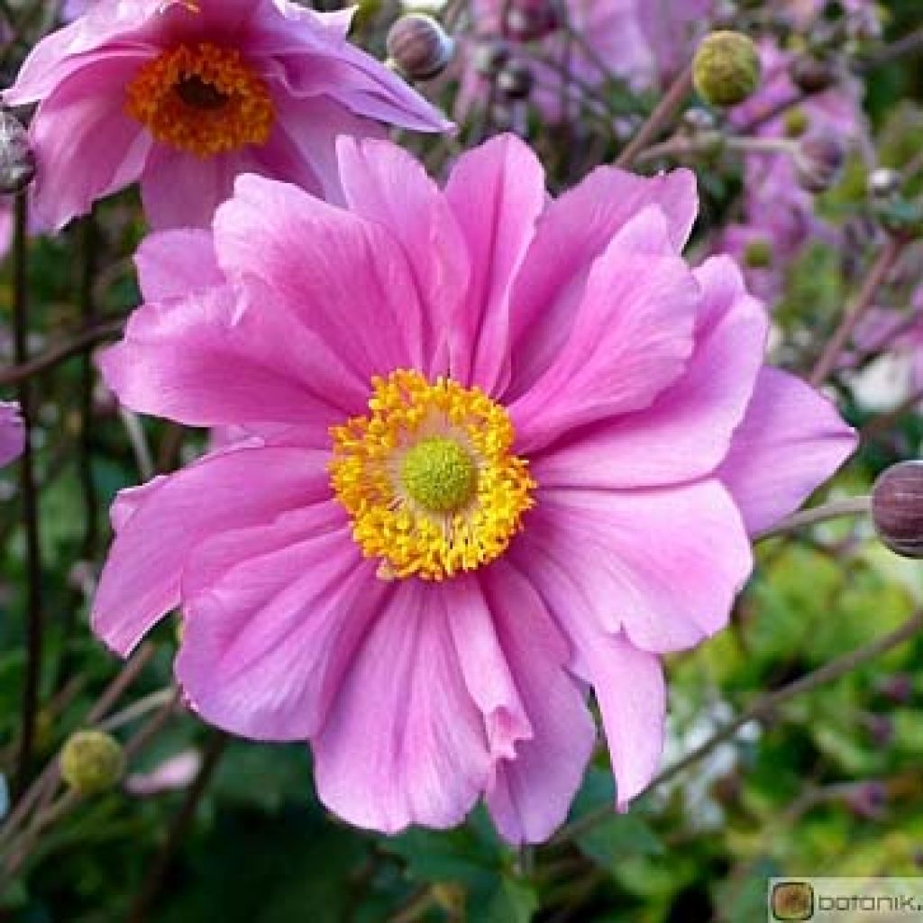 Anemone Serenade - Japan-Herbst-Anemone