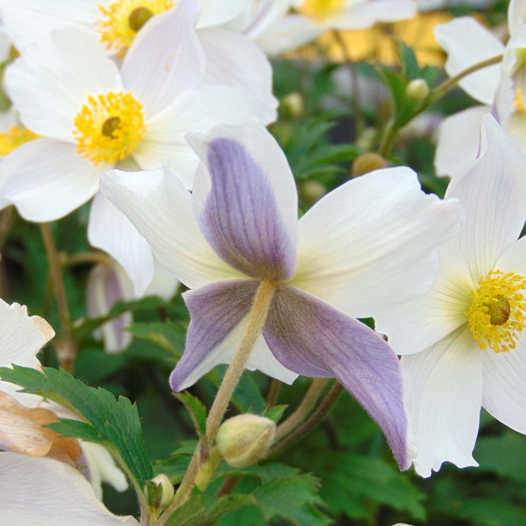 Anemone Wild Swan - Japan-Herbst-Anemone