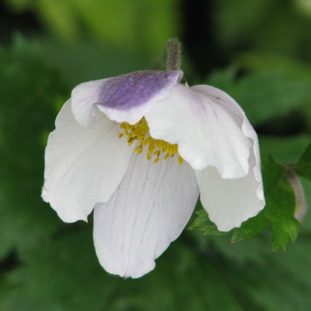 Anemone Wild Swan - Japan-Herbst-Anemone