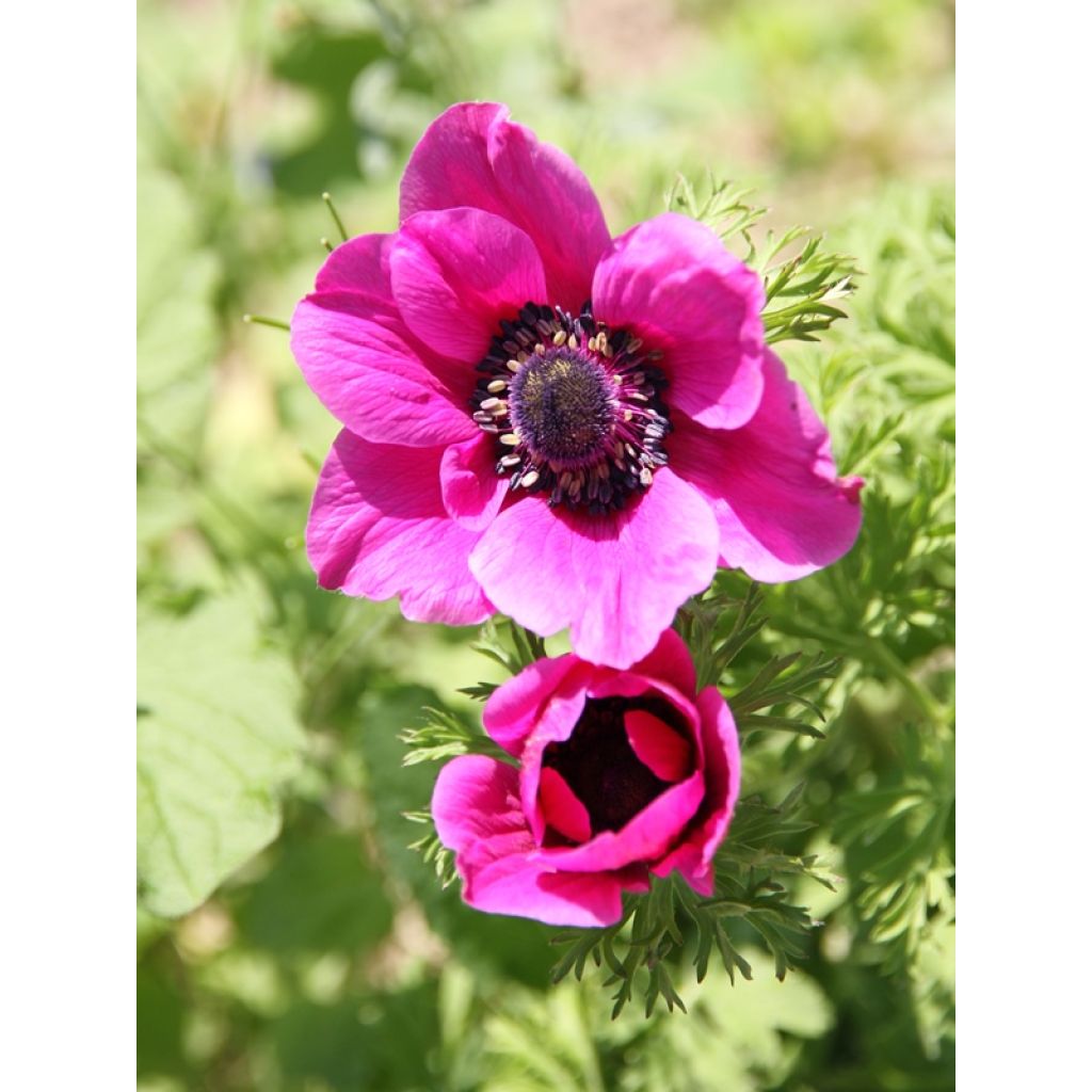 Anemone coronaria Sylphide - Kronen-Anemone