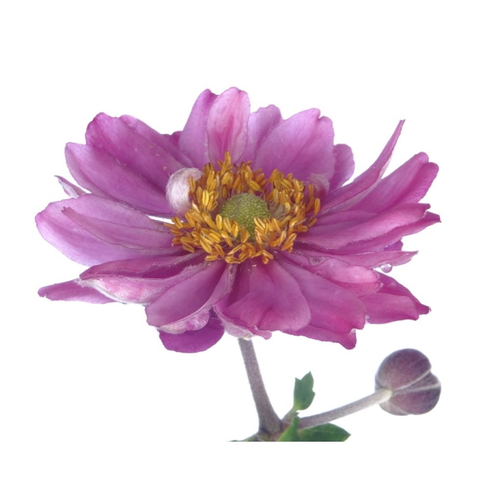 Anemone hupehensis var. japonica Pamina - Chinesische Herbst-Anemone