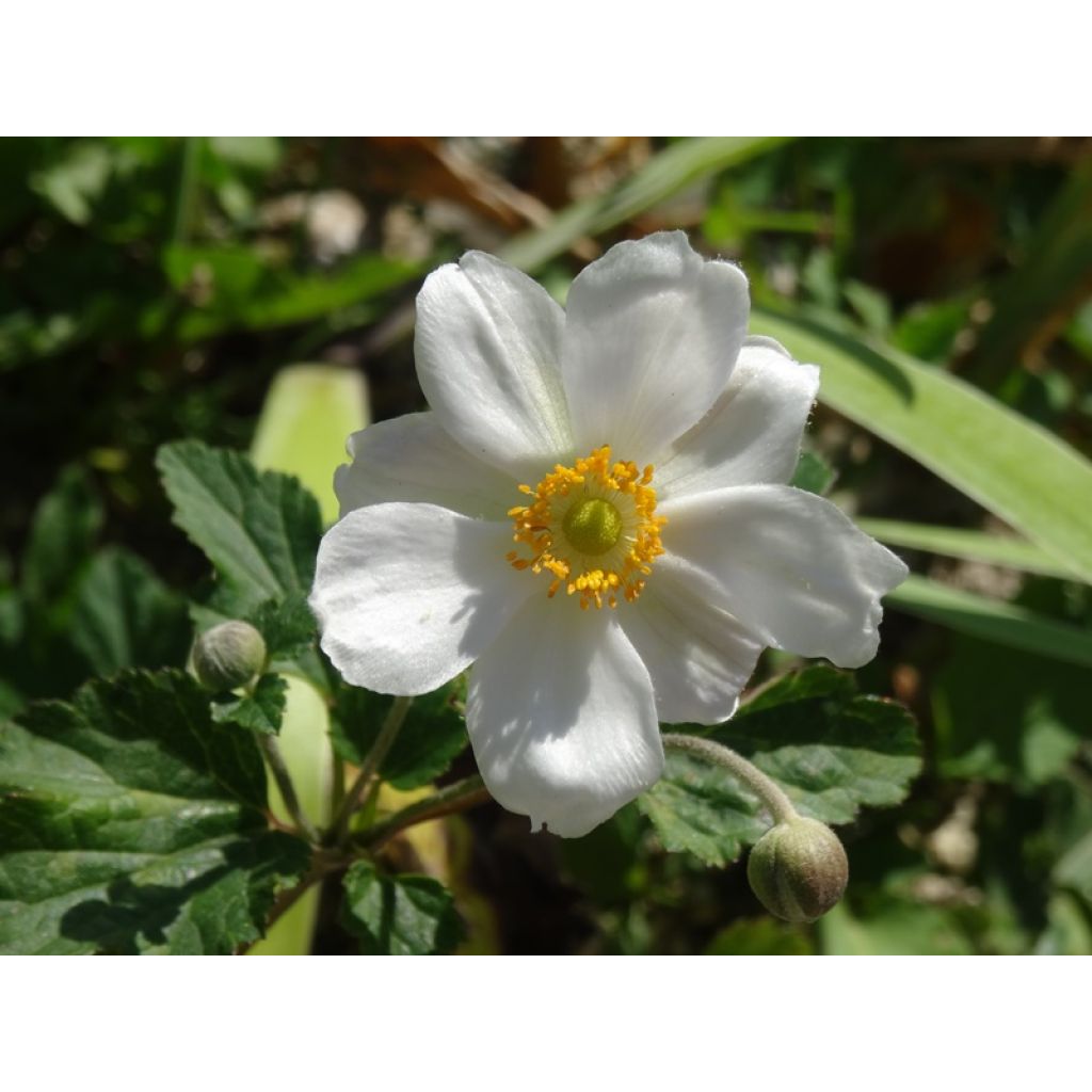 Anemone Whirlwind - Japan-Herbst-Anemone