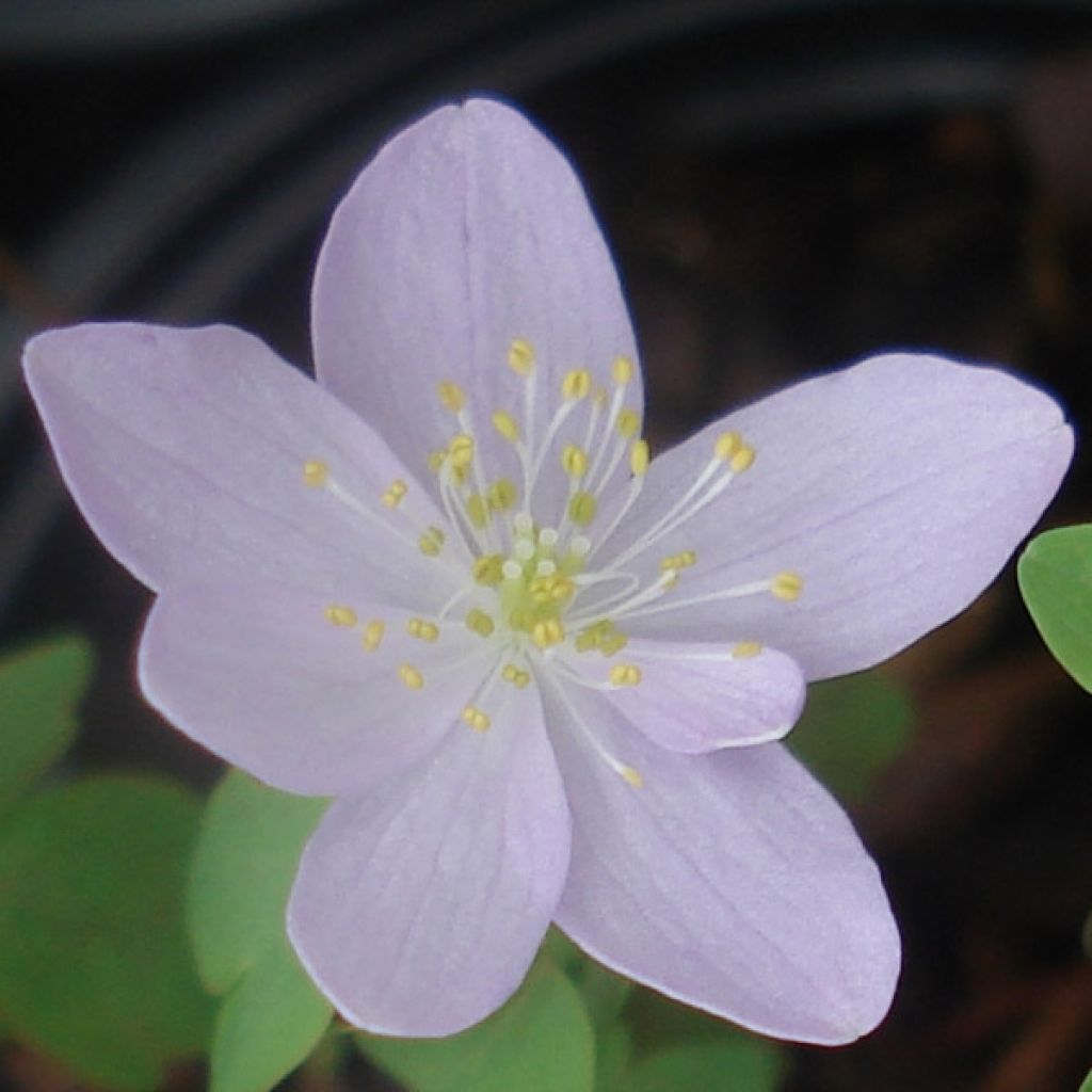 Anemonella thalictroides - Raute-Anemone