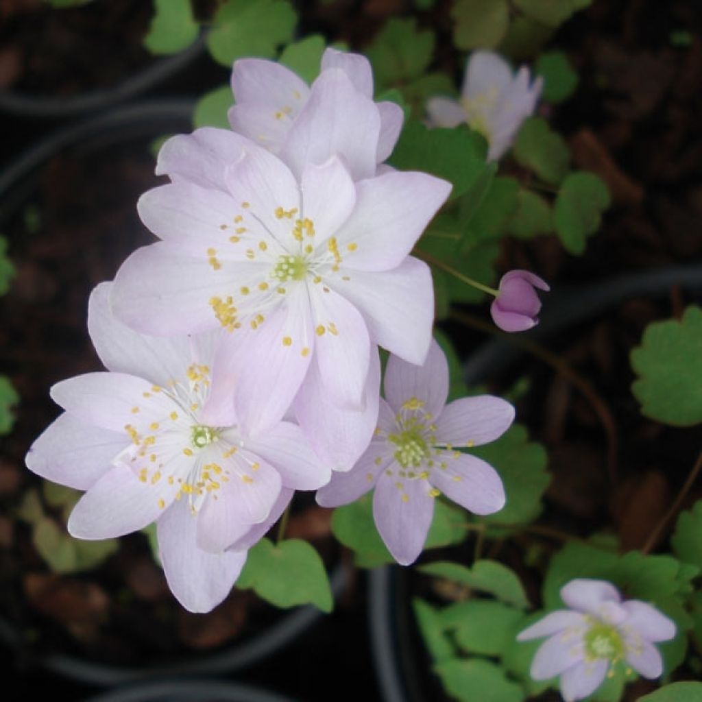 Anemonella thalictroides - Raute-Anemone