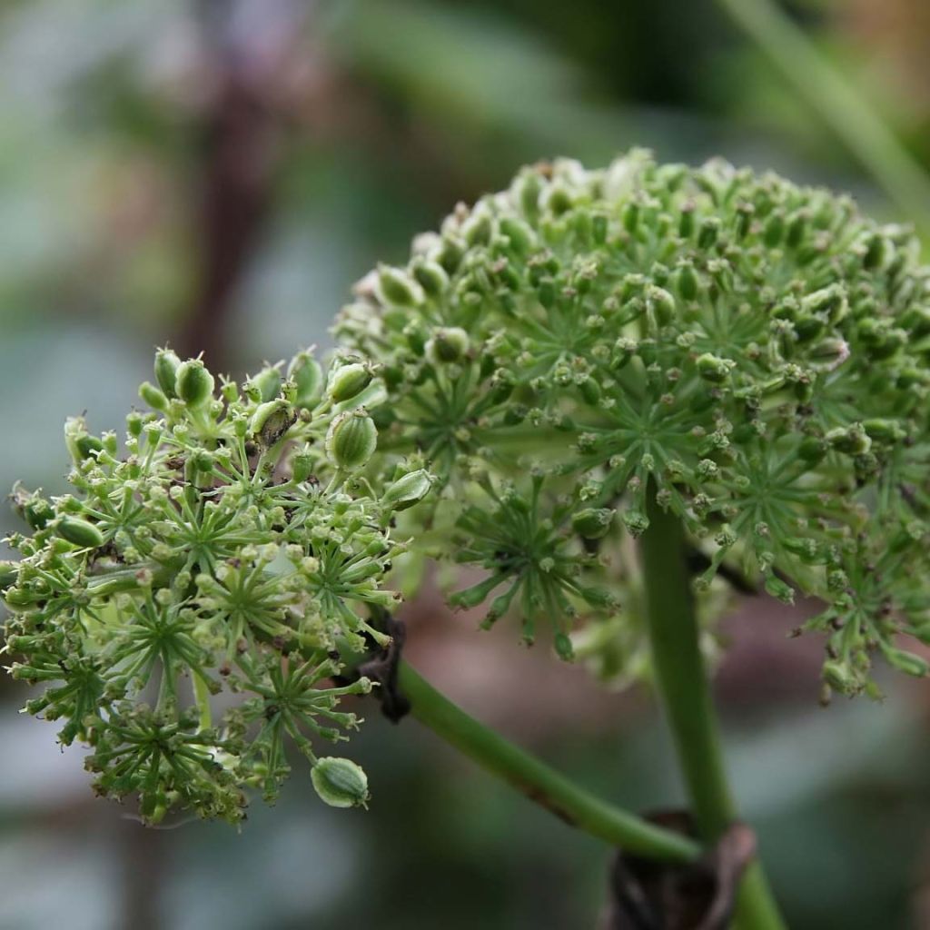 Angelica gigas - koreanische Engelwurz