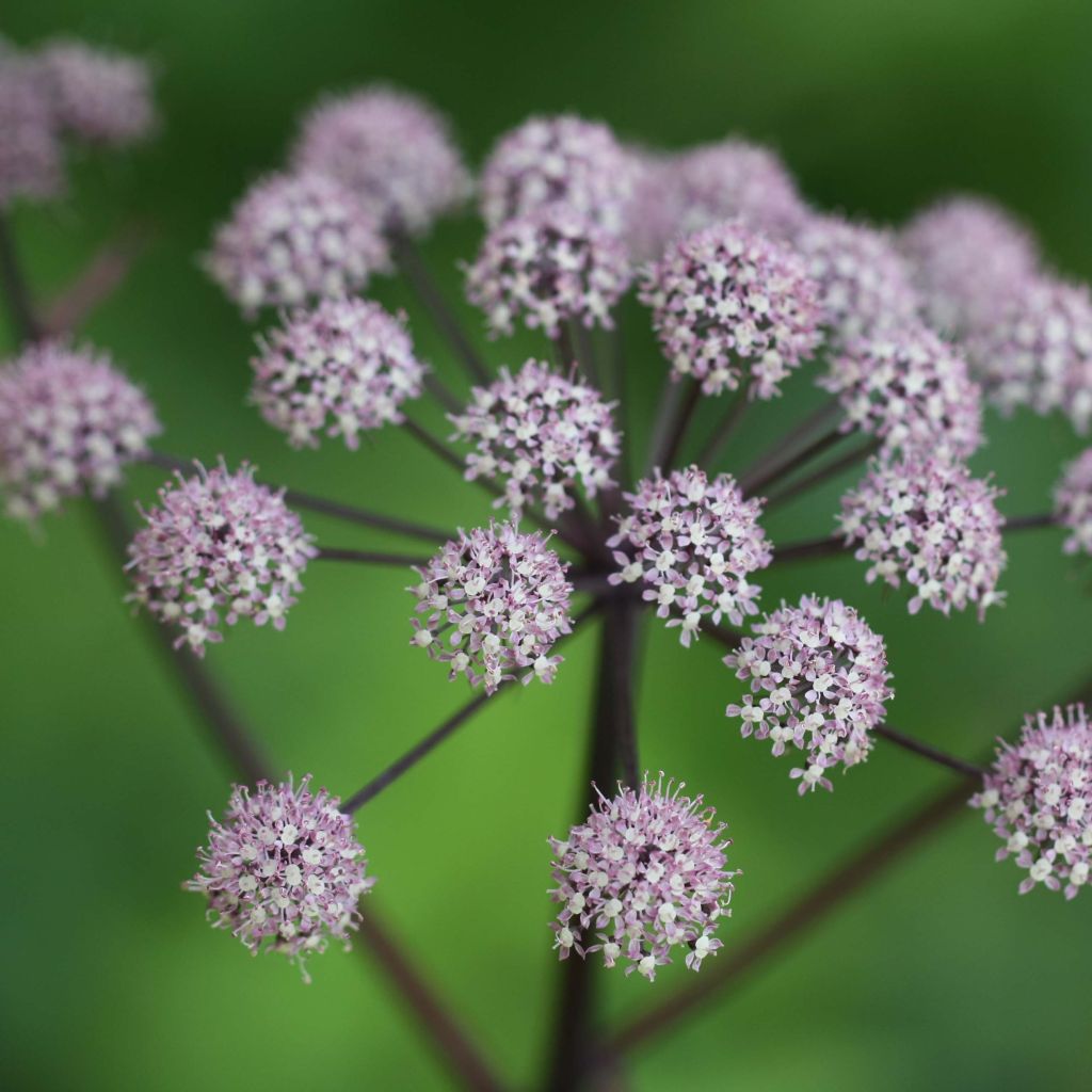 Angelica sylvestris Vicar's Mead - Wald-Engelwurz