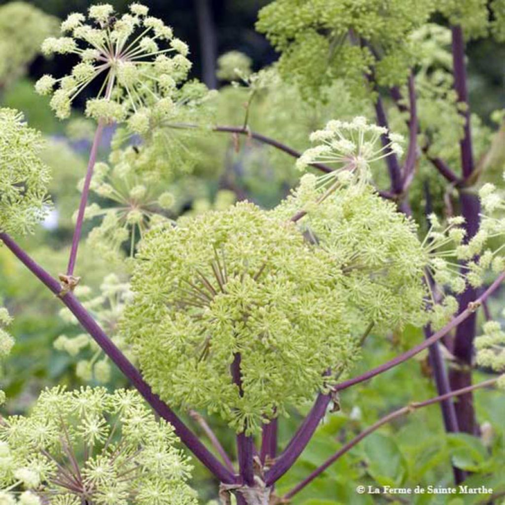 Echte Engelwurz Bio - Angelica archangelica