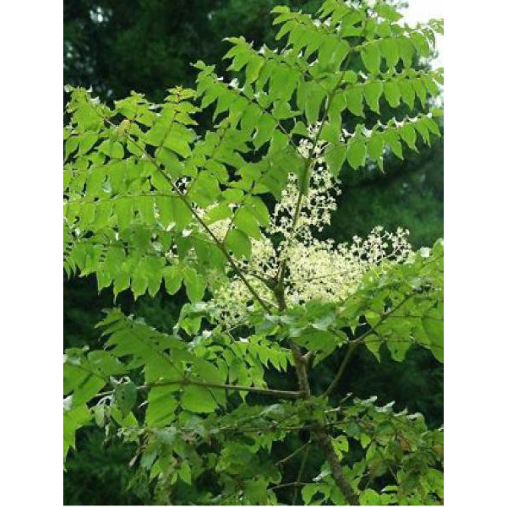 Aralia elata - Angélique en arbre du Japon