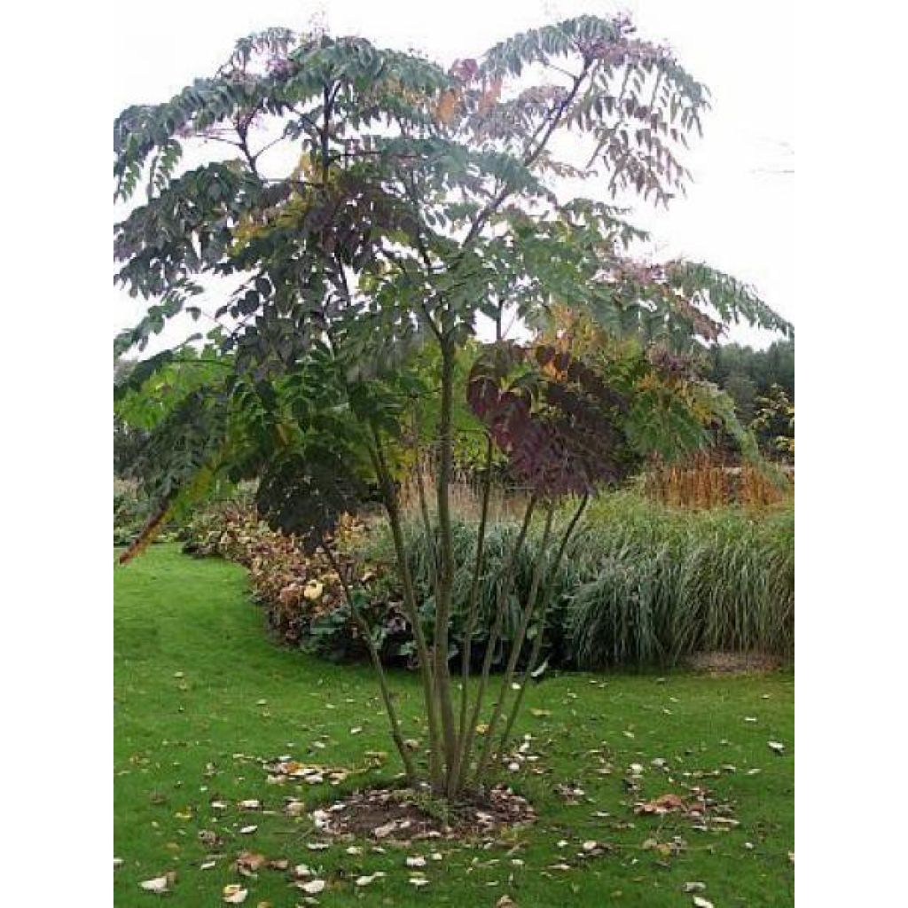 Aralia elata - Angélique en arbre du Japon