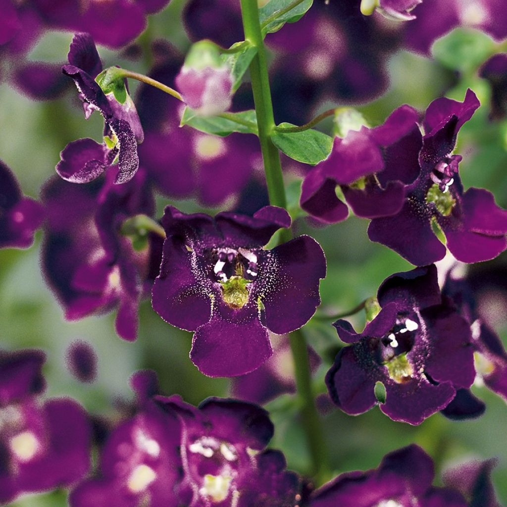 Angelonia angustifolia Archangel Dark Purple - Engelsgesicht