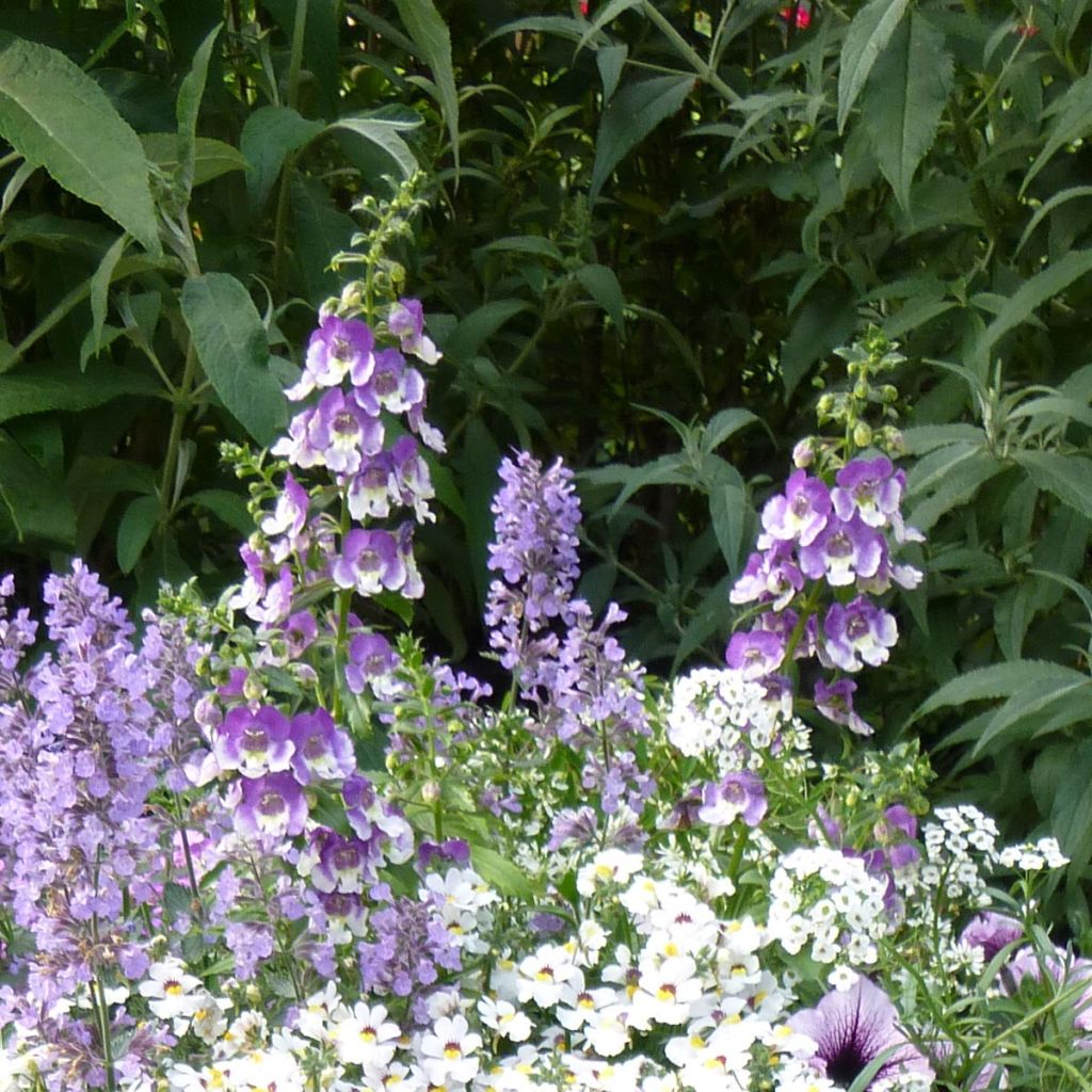 Angelonia angustifolia Angelface Wedgewood Blue - Engelsgesicht