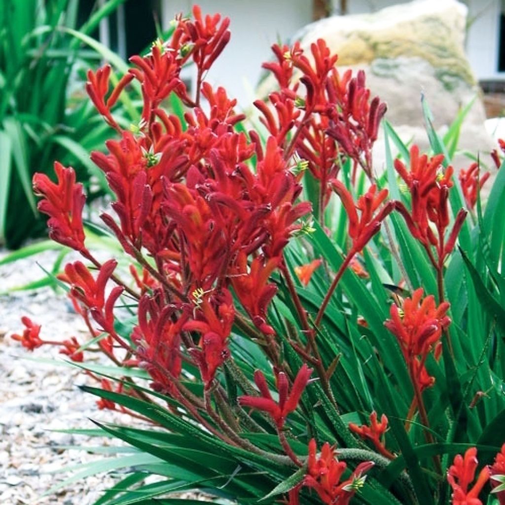 Anigozanthos Bush Inferno