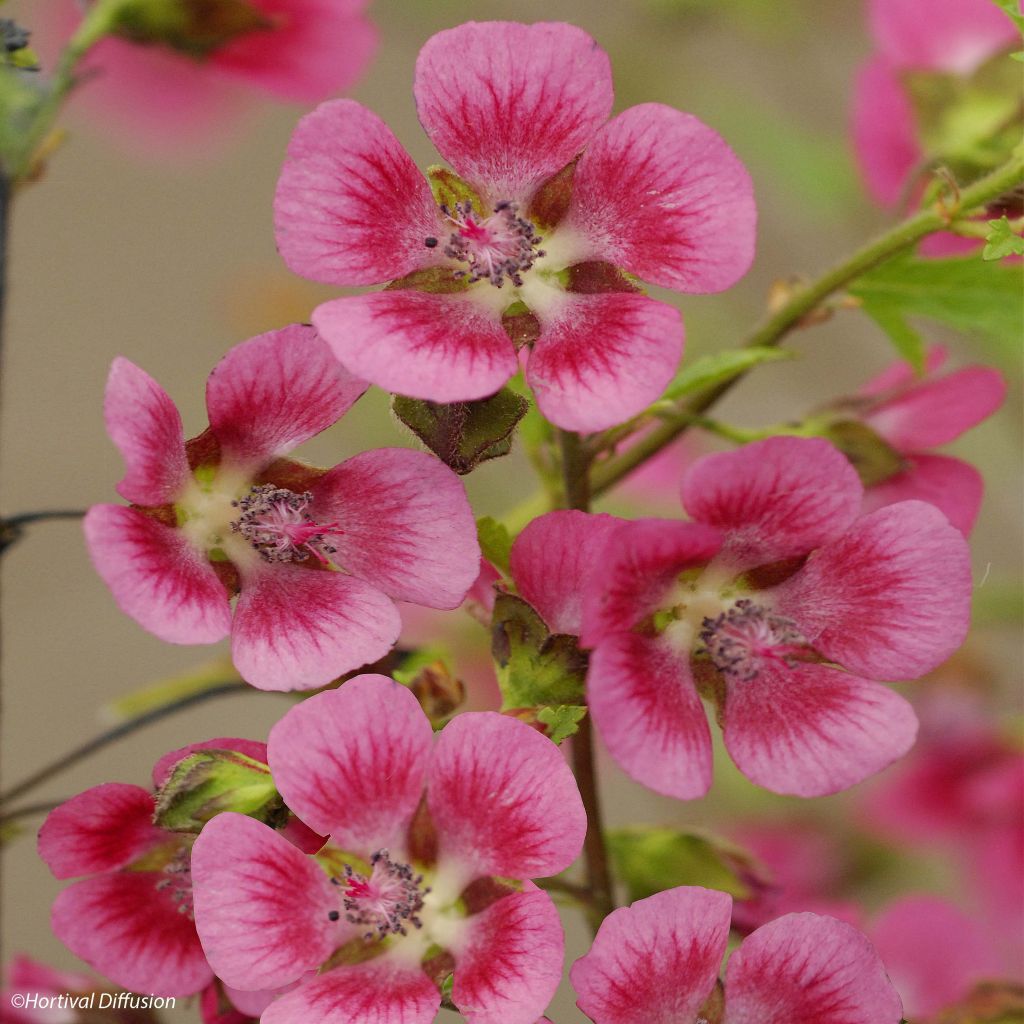 Anisodontea capensis El Rayo - Mauve arbustive du Cap