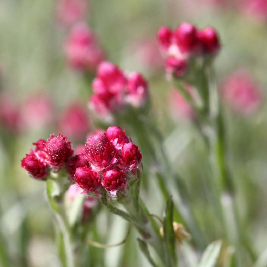 Antennaria dioica Rubra - Gemeines Katzenpfötchen