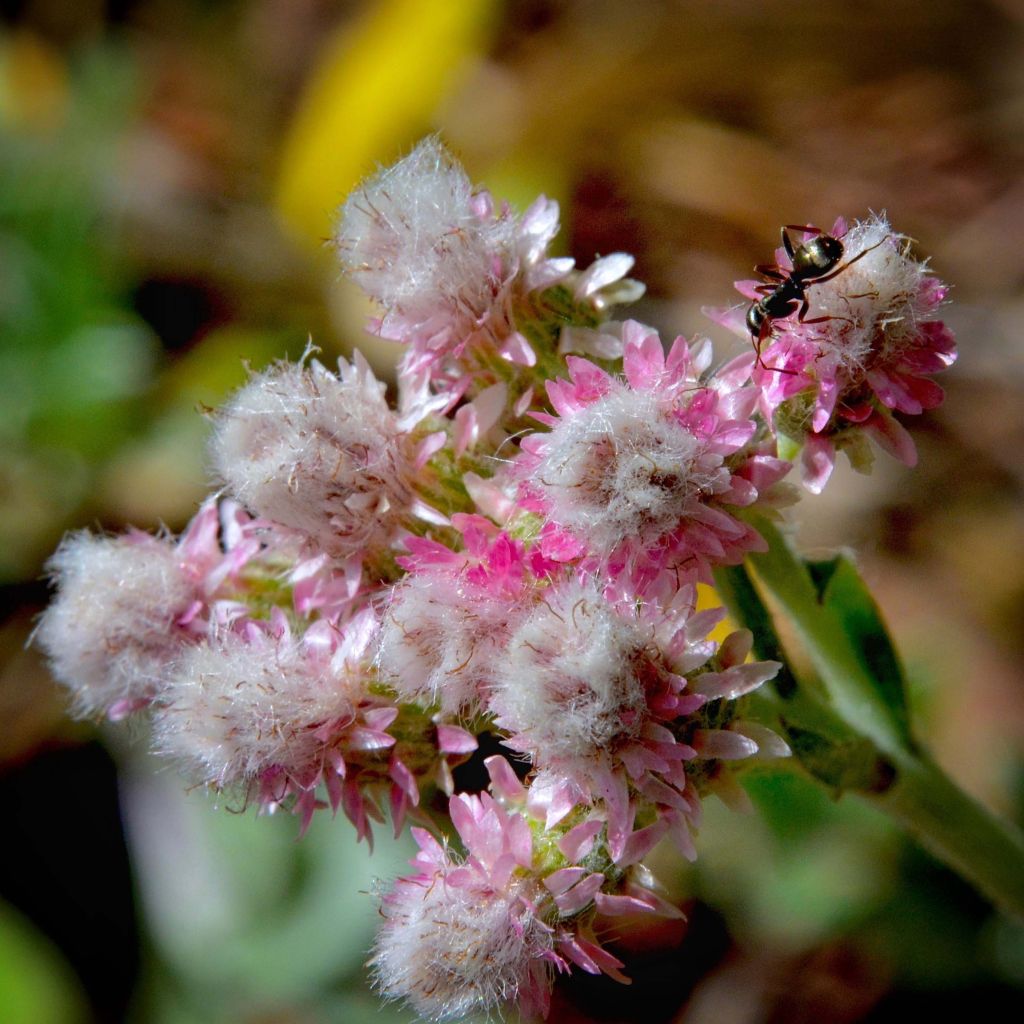 Antennaria dioica Rubra - Gemeines Katzenpfötchen