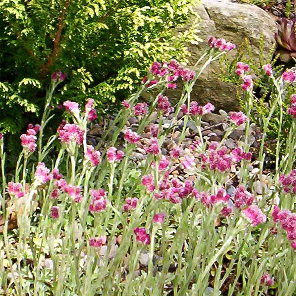 Antennaria dioica Rubra - Gemeines Katzenpfötchen