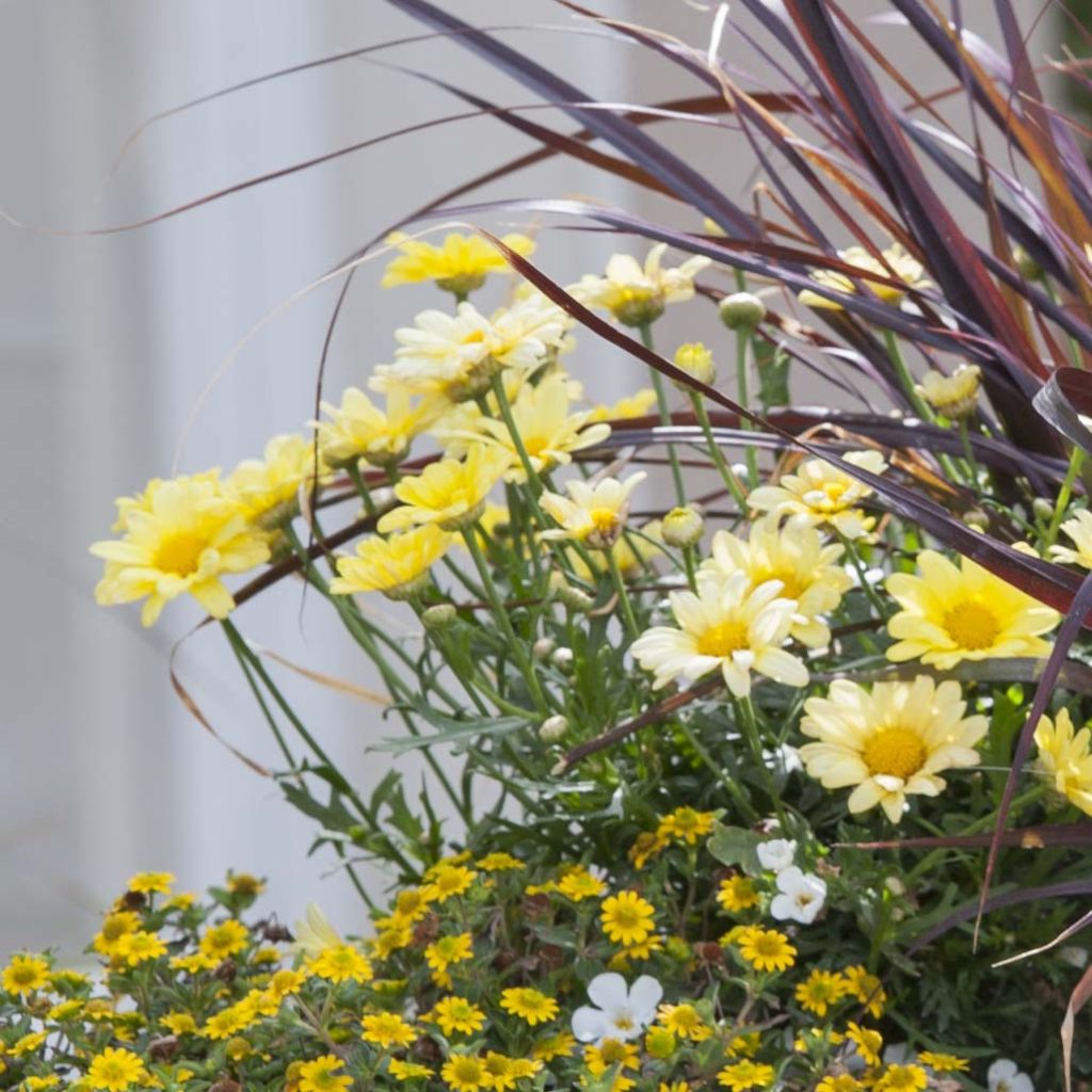 Kanarische Strauch-Margerite Butterfly Yellow - Argyranthemum frutescens