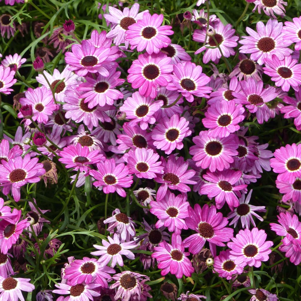 Kanarische Strauch-Margerite Grandaisy Pink Tourmaline - Argyranthemum