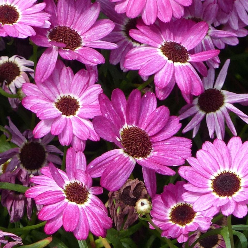 Kanarische Strauch-Margerite Grandaisy Pink Tourmaline - Argyranthemum