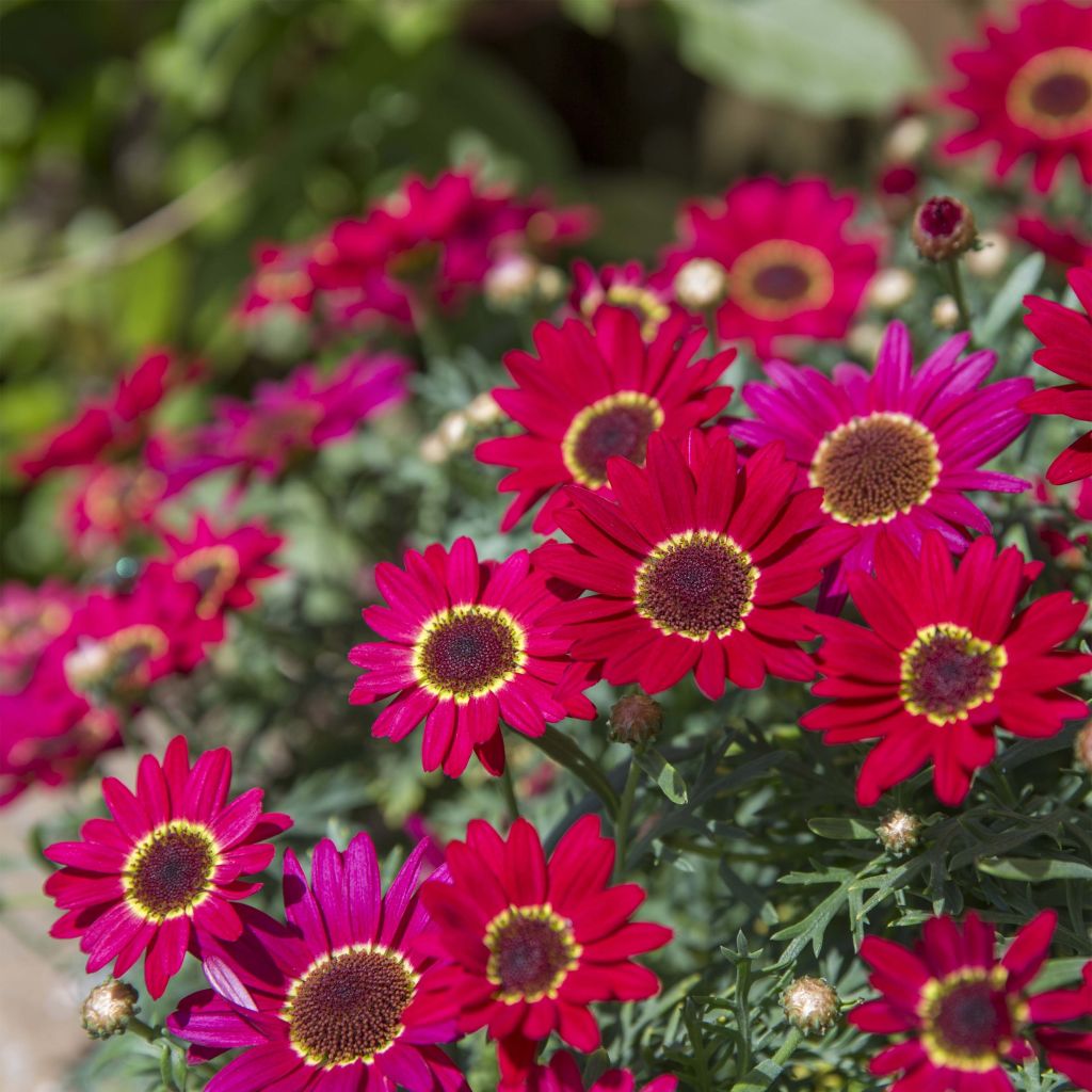 Kanarische Strauch-Margerite Grandaisy Ruby - Argyranthemum