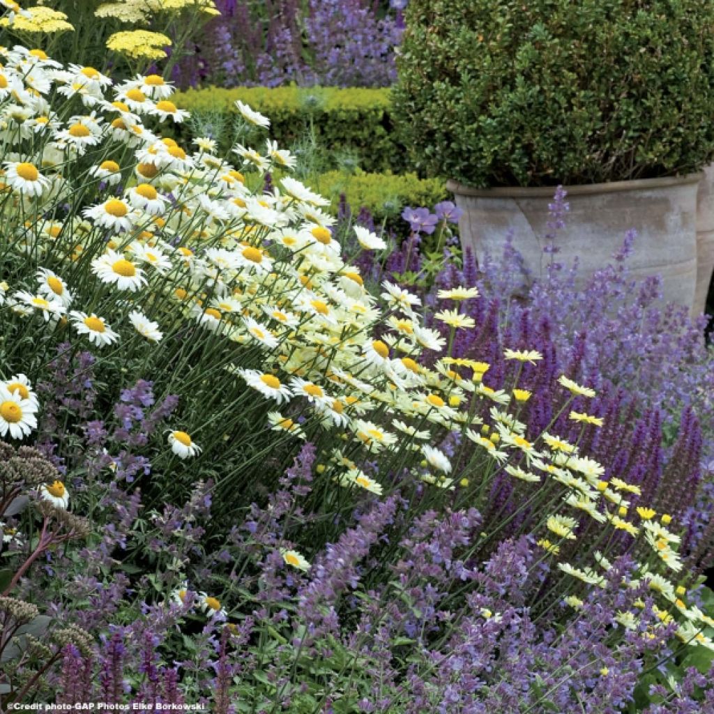 Anthemis tinctoria Sauce Hollandaise - Färber-Hundskamille