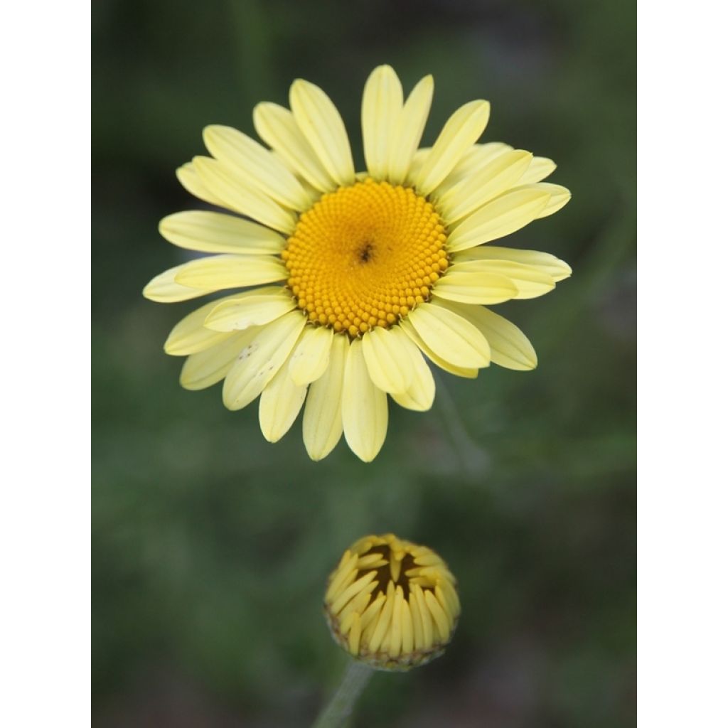 Anthemis tinctoria E.C. Buxton - Färber-Hundskamille