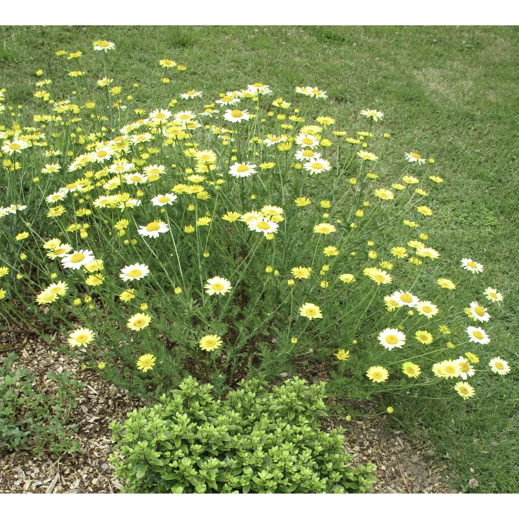 Anthemis tinctoria E.C. Buxton - Färber-Hundskamille