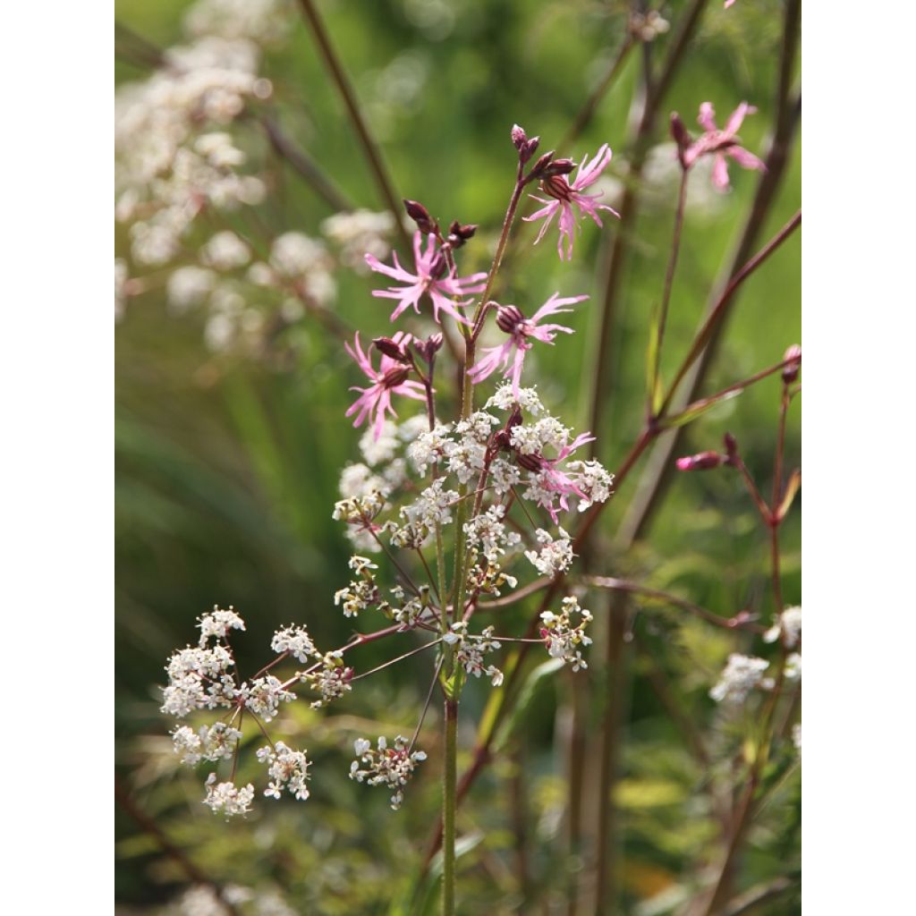 Anthriscus sylvestris Ravenswing et Lychnis flos-cuculi