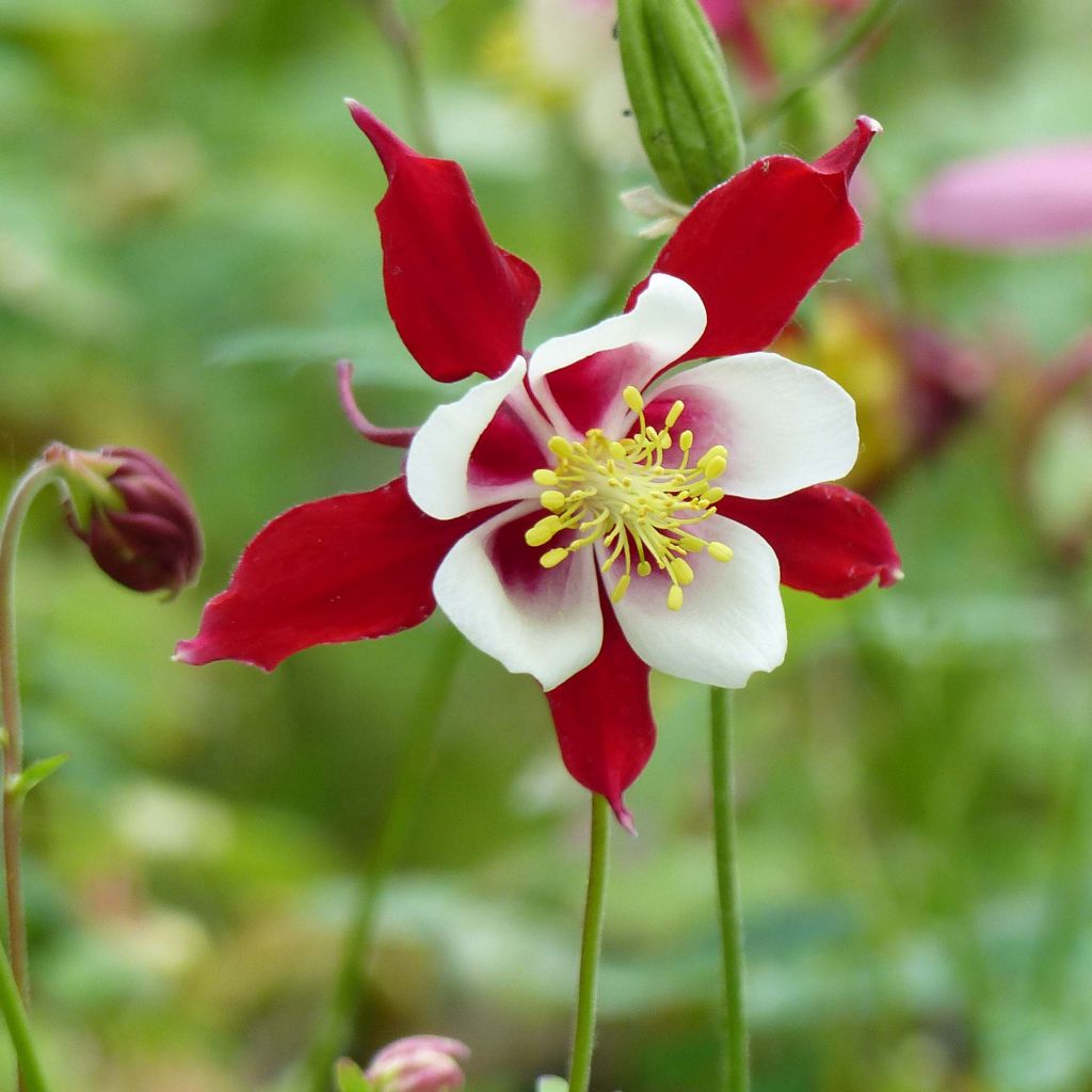 Aquilegia Rotstern (Crimson Star) - Langspornige Akelei