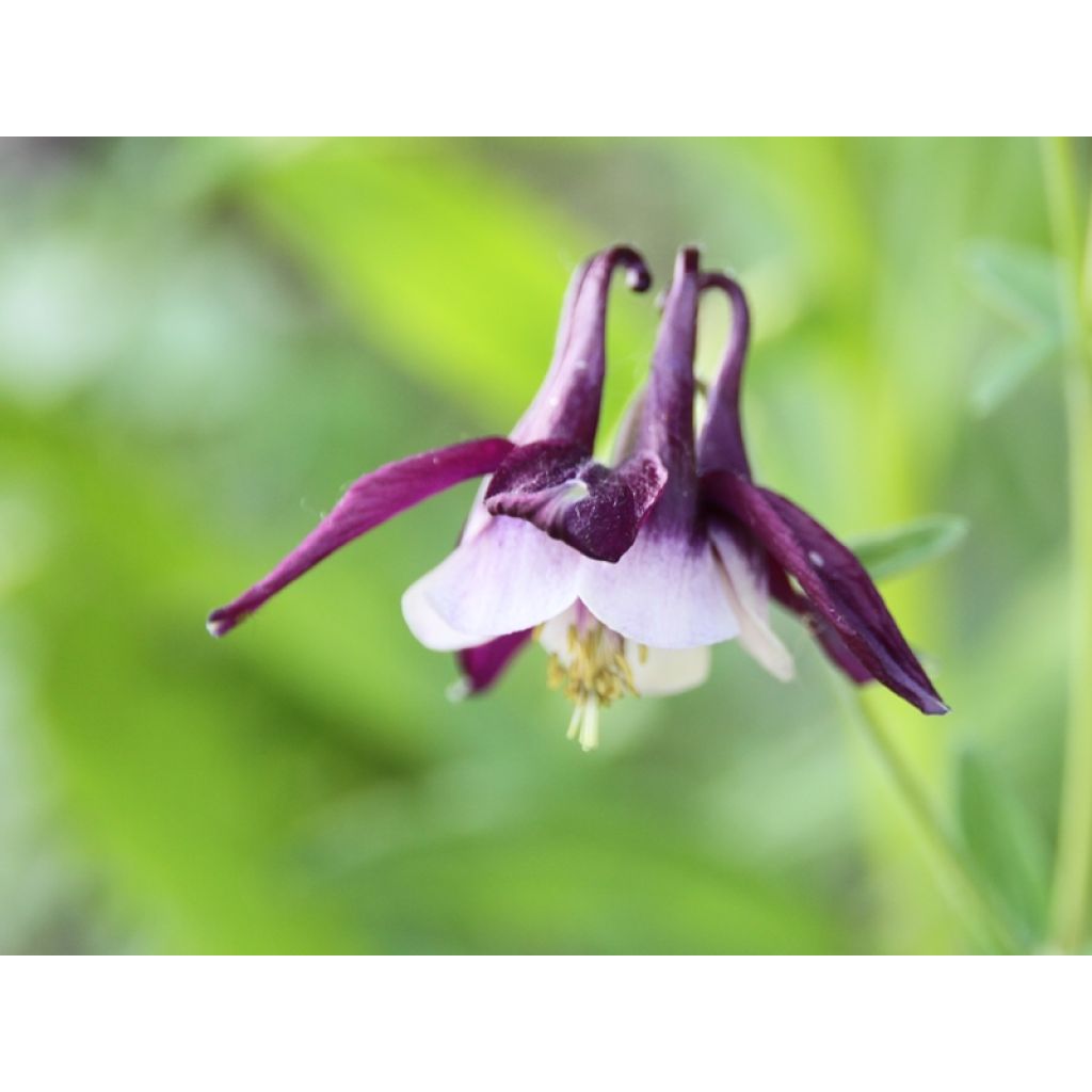 Aquilegia William Guiness - Kurzspornige Akelei