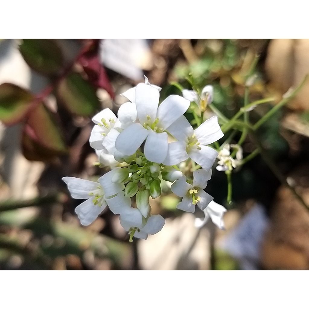 Arabis ferdinandi coburgii Variegata - Weißbunte Gänsekresse