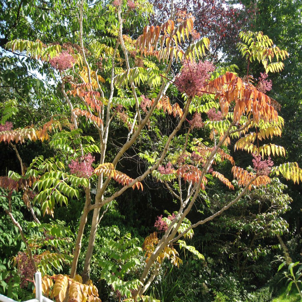 Aralia elata - Aralie